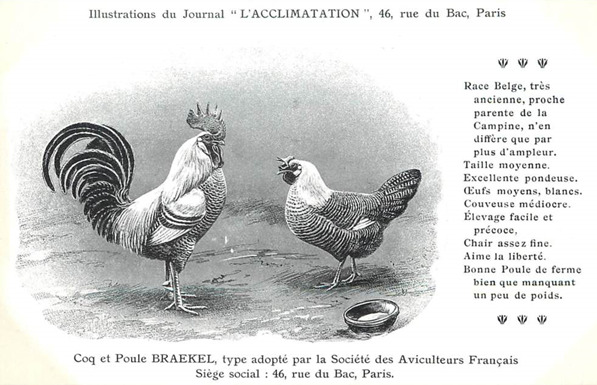 La Poule Campine De Brakel Les Poules Le Petit Manchot Histoire Patrimoine Personnage